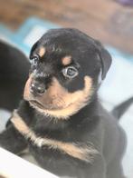 2 prachtige pups, Rabiës (hondsdolheid), 8 tot 15 weken, Meerdere, Meerdere dieren