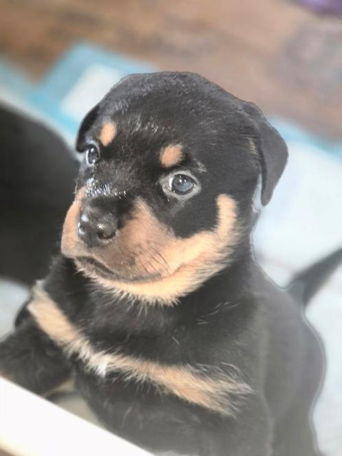 2 prachtige pups, Dieren en Toebehoren, Honden | Bulldogs, Pinschers en Molossers, Meerdere dieren, Rottweiler, Particulier, Meerdere