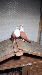 Duiven te koop, Dieren en Toebehoren, Vogels | Duiven