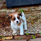 Zuivere Ruwharige/Broken Jack Russel pups, Parvo, Jack Russell Terriër, 8 tot 15 weken, Meerdere