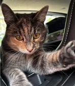 Vermist!, Dieren en Toebehoren