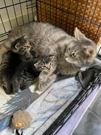 Onze moederpoes heeft 2 mooie tijgerjongen gekregen, Meerdere dieren, 0 tot 2 jaar