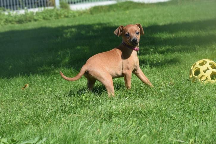 Pincher pups dwerg 💖💖💖, Dieren en Toebehoren, Honden | Herdershonden en Veedrijvers, Meerdere dieren, Herder, Fokker | Professioneel