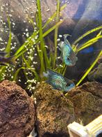 Pseudotropheus Elongatus / Blue Acara’s /Cory /pleco, Vis, Zoetwatervis