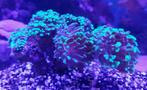 euphillia koraal, 3 of 4 stek per steen. optie afbreken stek, Ophalen, Zo goed als nieuw, Gevuld zeewateraquarium