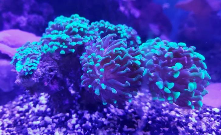 euphillia koraal, 3 of 4 stek per steen. optie afbreken stek, Dieren en Toebehoren, Vissen | Aquaria en Toebehoren, Zo goed als nieuw