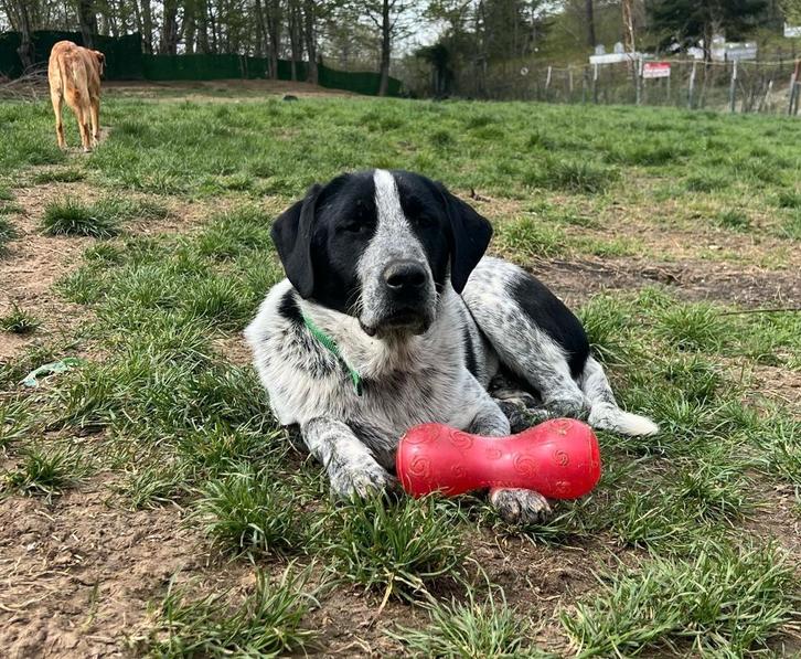 Chrisje zoekt een gouden mand, Dieren en Toebehoren, Honden | Niet-rashonden, Reu, Particulier, Eén hond, Buitenland, 15 weken tot 1 jaar