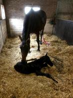 Stal Quinto, Dieren en Toebehoren, Stalling en Weidegang, Opfok