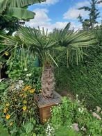 Trachycarpus fortunei (Palm), Tuin en Terras, Volle zon, Vaste plant, Bloeit niet, Ophalen