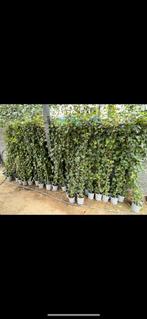 Klimop (Hedera Helix). Lengte 200-225 cm in pot., Ophalen, Overige soorten, 100 tot 250 cm