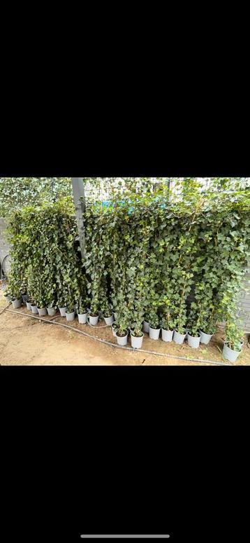 Klimop (Hedera Helix). Lengte 200-225 cm in pot. beschikbaar voor biedingen