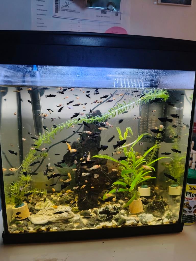 Aquarium, Vis