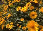 Stekjes zaden zonnehoed bloemen geel, Ophalen of Verzenden, Gehele jaar, Volle zon