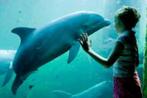 Dolfinarium 3x kaartjes, Tickets en Kaartjes, Drie personen of meer, Ticket of Toegangskaart