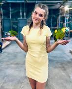 kies uw papegaai groot of klein kom met het hele gezin, Dieren en Toebehoren, Vogels | Parkieten en Papegaaien, Meerdere dieren