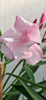 Nerium oleander Louis Pouget meervoudige bloemen., Ophalen of Verzenden, Zomer, Overige soorten, Volle zon
