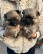 Pomeriaan pups, Dieren en Toebehoren, Rabiës (hondsdolheid), Overige rassen, 8 tot 15 weken, Meerdere