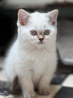Prachtige Britse korthaar kittens van cattery, Meerdere dieren, Gechipt, 0 tot 2 jaar