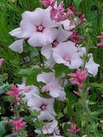 zaden Lavatera trimestris Pink regis, Verzenden, Voorjaar, Volle zon, Zaad