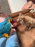 harligold vara hybride, Dieren en Toebehoren, Vogels | Parkieten en Papegaaien, Mannelijk, Papegaai, Tam