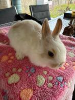 Dwergkonijntje ram, Mannelijk, Dwerg, 0 tot 2 jaar