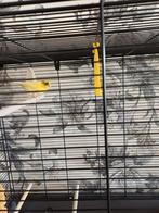 Kanarie pop, Dieren en Toebehoren, Vogels | Kanaries, Vrouwelijk, Kleurkanarie