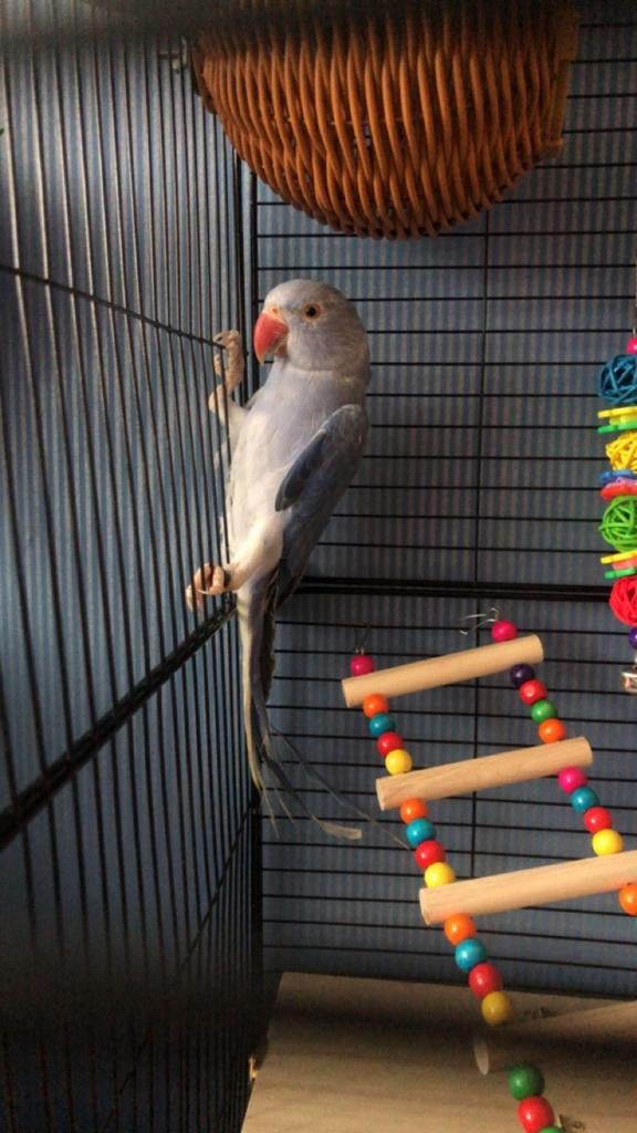 Halsbandparkiet pop., Dieren en Toebehoren, Vogels | Parkieten en Papegaaien, Vrouwelijk, Parkiet, Geringd