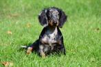 Langharige Teckel pups te koop (blue merle), Dieren en Toebehoren, Honden | Teckels en Dashonden, Standaard, Rabiës (hondsdolheid)