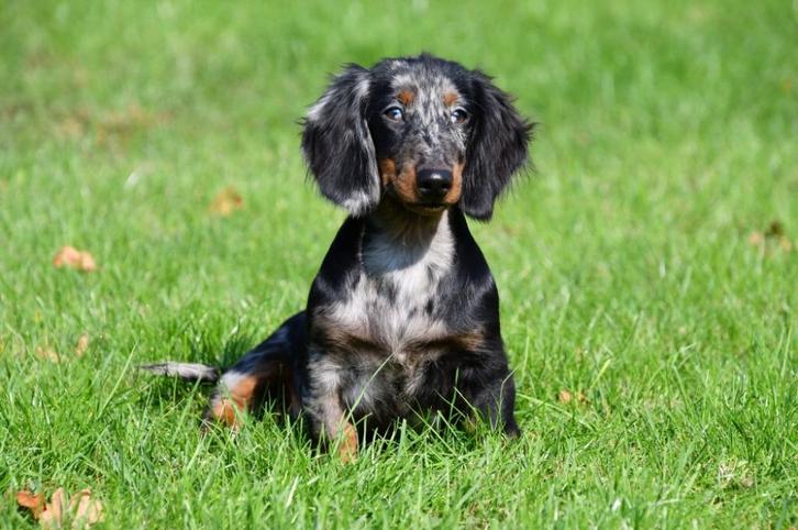 Langharige Teckel pups te koop (blue merle), Dieren en Toebehoren, Honden | Teckels en Dashonden, Meerdere dieren, Langhaar, Standaard