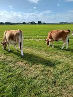 Jersey vaars en os, Dieren en Toebehoren, Meerdere dieren
