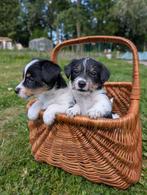 Prachtige ruwharige Jack Russell pups, Jack Russell Terriër, 8 tot 15 weken, Meerdere, Meerdere dieren