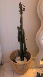 Euphorbia cactus in mand, Tuin en Terras, Planten | Tuinplanten, Volle zon, Vaste plant, Bloeit niet, Ophalen