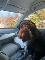 Uitlaten, wandelen met lieve hond Exmorra, Duitse Staande hond, Reu, 1 tot 2 jaar, Parvo