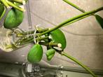 Stekje Hoya Kerrii hartjesplant plantje hartje stekjes, Ophalen of Verzenden, Overige soorten, Halfschaduw, Minder dan 100 cm