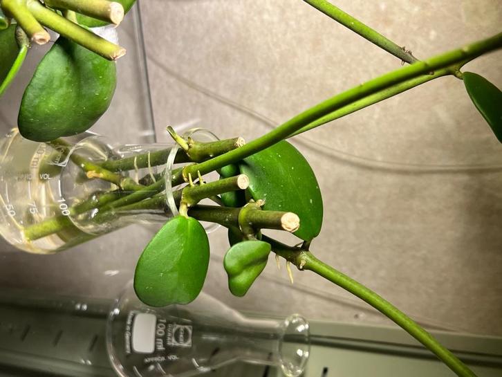Stekje Hoya Kerrii hartjesplant plantje hartje stekjes, Huis en Inrichting, Kamerplanten, Overige soorten, Minder dan 100 cm, Halfschaduw