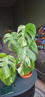 Prachtige Monstera Variegata, Huis en Inrichting, Kamerplanten, Overige soorten, Minder dan 100 cm, Groene kamerplant, Halfschaduw