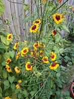 Meisjesogen, Ophalen of Verzenden