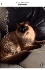 Liefdevolle Ragdoll poes seal mink 💗 Bliss_ragdolls, Dieren en Toebehoren, Poes
