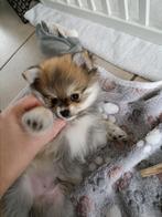 Prachtig mooi en pluizig reutje te koop., Dieren en Toebehoren, Rabiës (hondsdolheid), Reu, 8 tot 15 weken, Eén hond