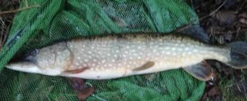 Set G 17 & set G 18 van elk 2 stuks polder snoekspinners beschikbaar voor biedingen
