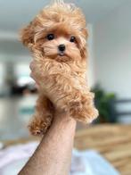 Exclusieve Maltipoo Micro  pups (Maltezer/Azian Toy Poedel), Dieren en Toebehoren, Honden | Chihuahua's en Gezelschapshonden, Particulier