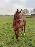 Te koop KWPN hengstveulen, Dieren en Toebehoren, Paarden, Springpaard, Minder dan 160 cm, 0 tot 2 jaar, Hengst