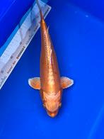 Doitsu Mizuho ogon, Karper of Koi