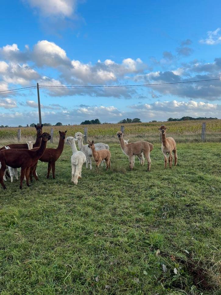Drachtige alpaca kudde, Dieren en Toebehoren, Stalling en Weidegang
