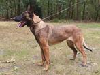 mechelse herder teef afgerichte politiehond & bewakingshond, Dieren en Toebehoren, Honden | Herdershonden en Veedrijvers, Rabiës (hondsdolheid)