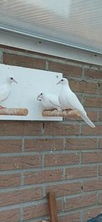 senegal duiven wit, Meerdere dieren, Postduif