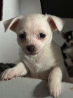 Te koop aangeboden, Dieren en Toebehoren, CDV (hondenziekte), 8 tot 15 weken, Meerdere, Meerdere dieren