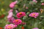 Zinnia zaden (mix), Verzenden, Voorjaar, Volle zon, Zaad