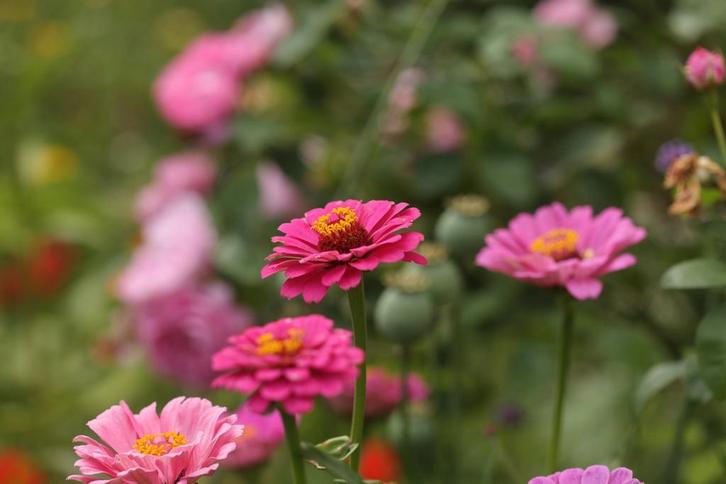 Zinnia zaden (mix), Tuin en Terras, Bloembollen en Zaden, Zaad, Voorjaar, Volle zon, Verzenden