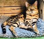 Adult Bengaal for sale with pedigree, Kater, Gechipt, 3 tot 5 jaar